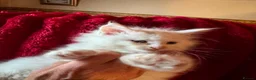 Maine Coon cats for sale: White Maine Coon kittens in Bury Saint Edmunds - Advert 10