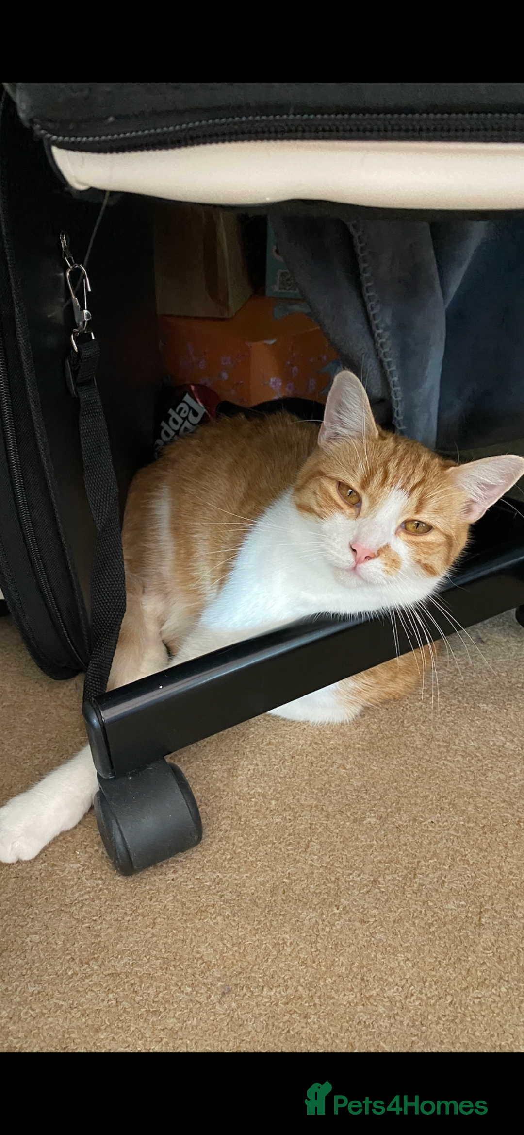 Mixed Breed cats for sale: Stumpy  - Advert 6