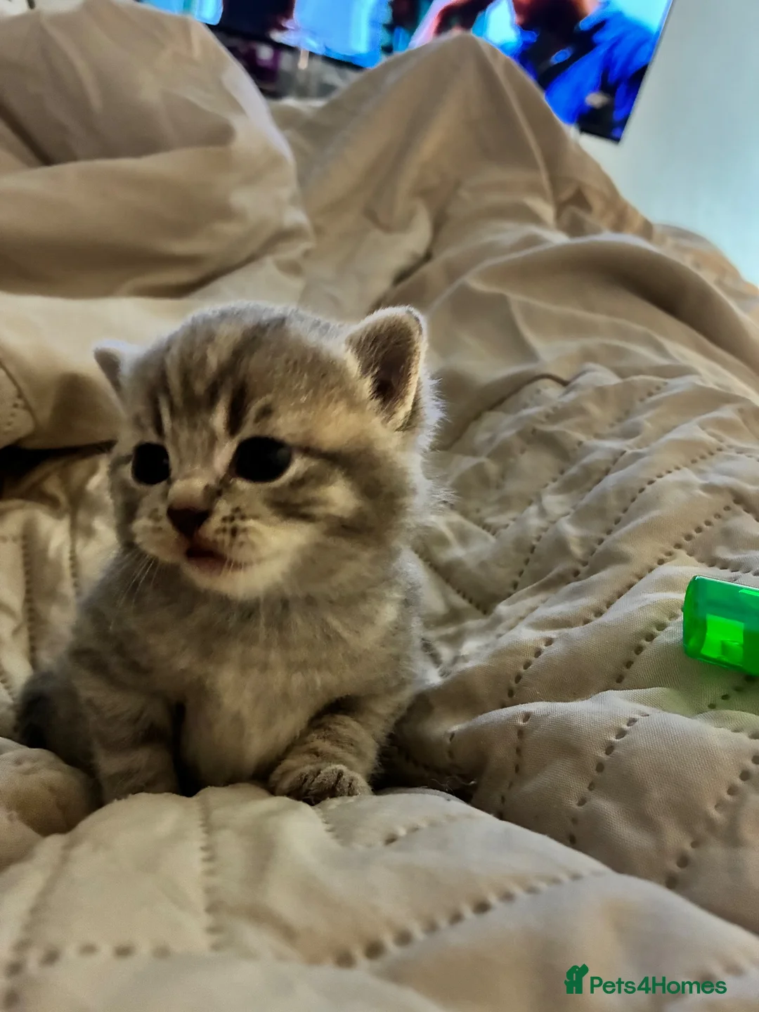 British Shorthair cats for sale: 3 boys & 2 girls. BSH CATS. in Preston - Advert 5