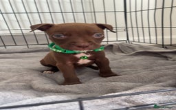 Staffordshire Bull Terrier dogs for sale: 5 PREMIUM STAFFS FOR SALE - Image 4