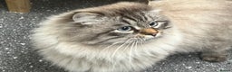 Siberian cats for sale: 🩷🩷GCCF Siberian Neva Masquerade Kittens🩷🩷 - Advert 15