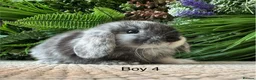 Mini Lop rabbits for sale: Stunning Mini Lops - Advert 9