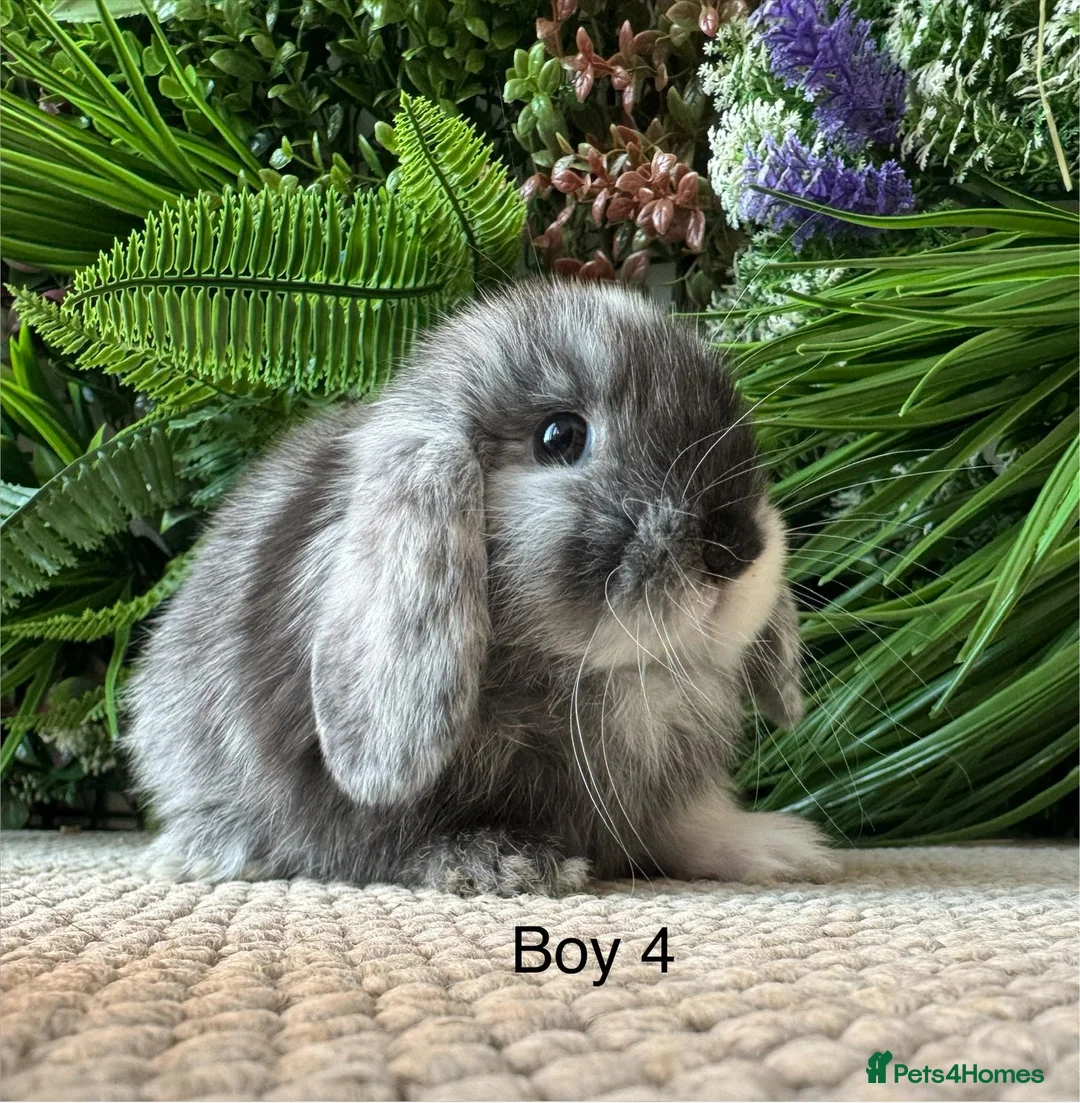Mini Lop rabbits for sale: Stunning Mini Lops - Advert 9