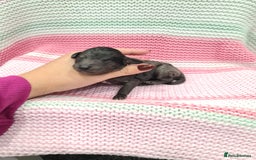Cockapoo dogs for sale: ADORABLE F2B COCKAPOO PUPPIES 🐶 😍  - Image 17