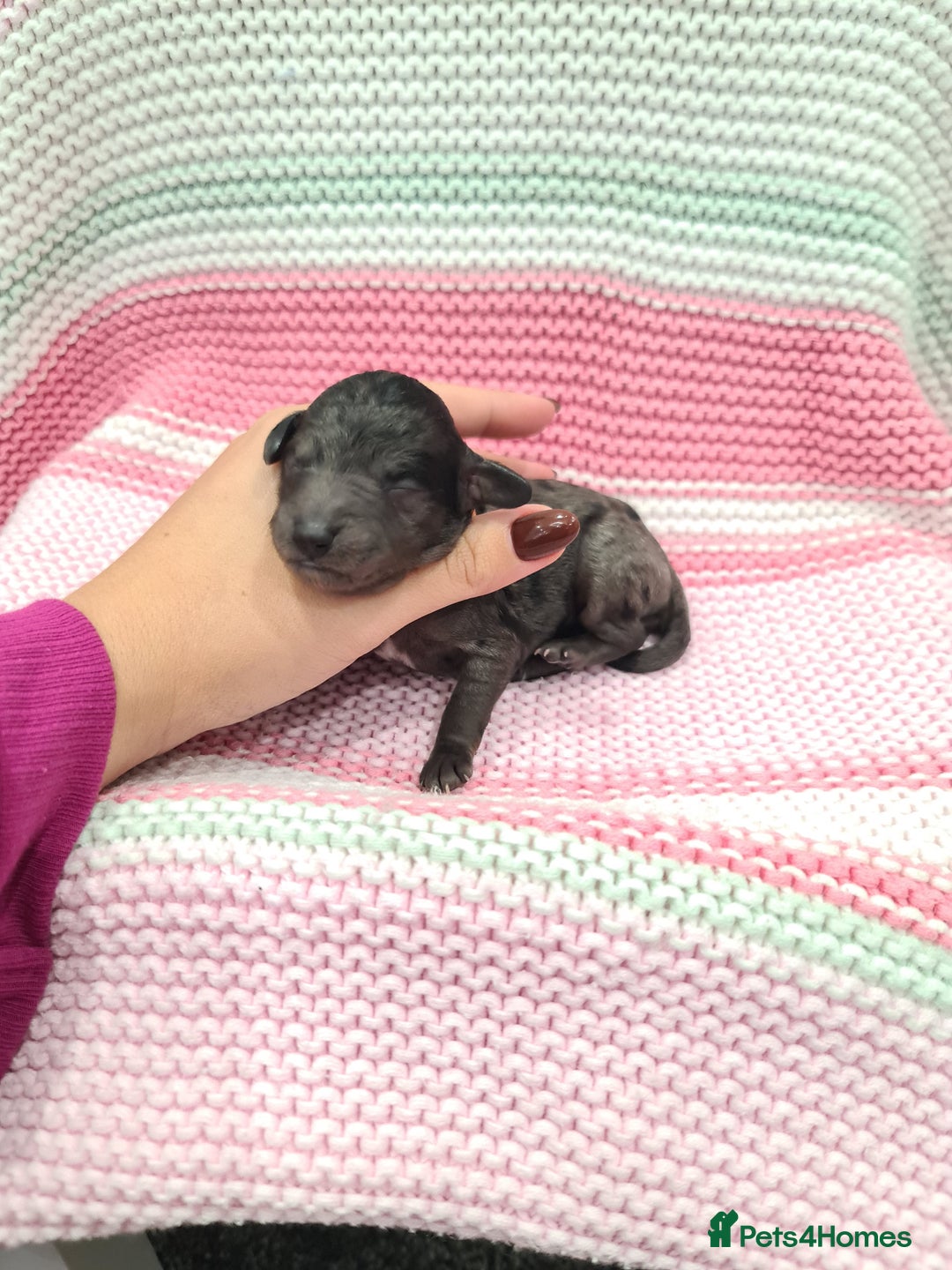 Cockapoo dogs for sale: ADORABLE F2B COCKAPOO PUPPIES 🐶 😍  - Image 17