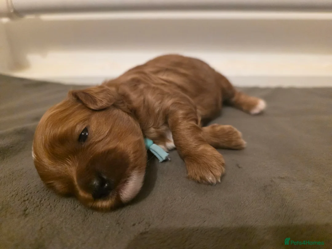 Cavapoo dogs for sale: Small F2 Cavapoo Puppies – Family Raised - Advert 31