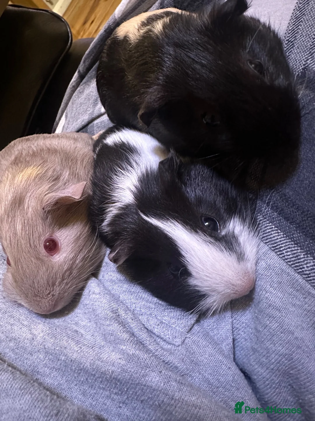 Guinea Pig rodents for sale: Baby guinea pig/ boys - Advert 2
