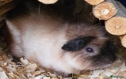 Guinea Pig rodents for sale: 2 stunning guinea pig young boars - Image 2