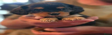 Cavalier King Charles Spaniel 2