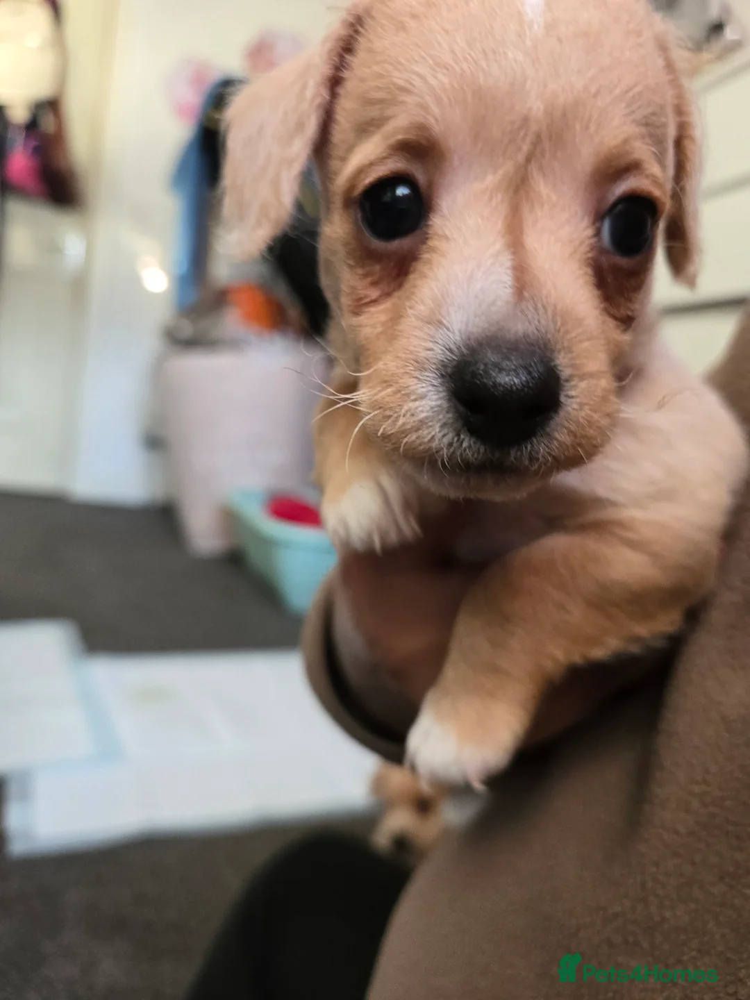 Jackapoo dogs for sale: Beautiful jackapoo  - Advert 5