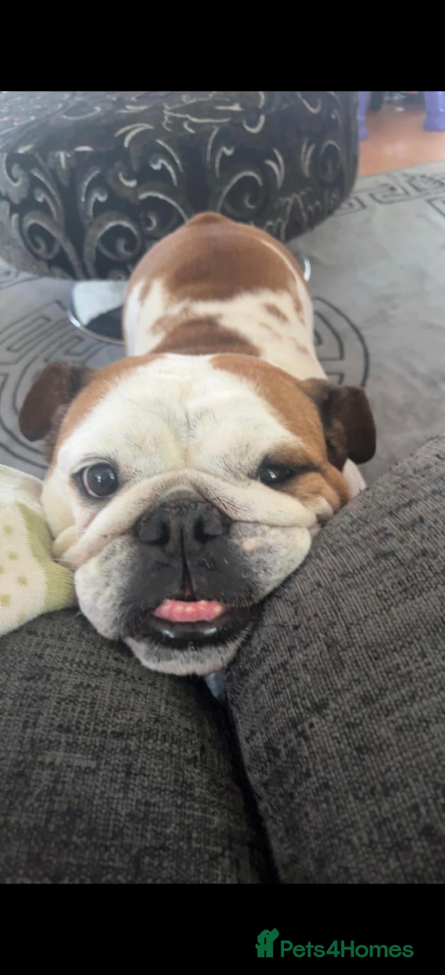 English Bulldog dogs for sale: Belle female English bulldog  - Advert 17