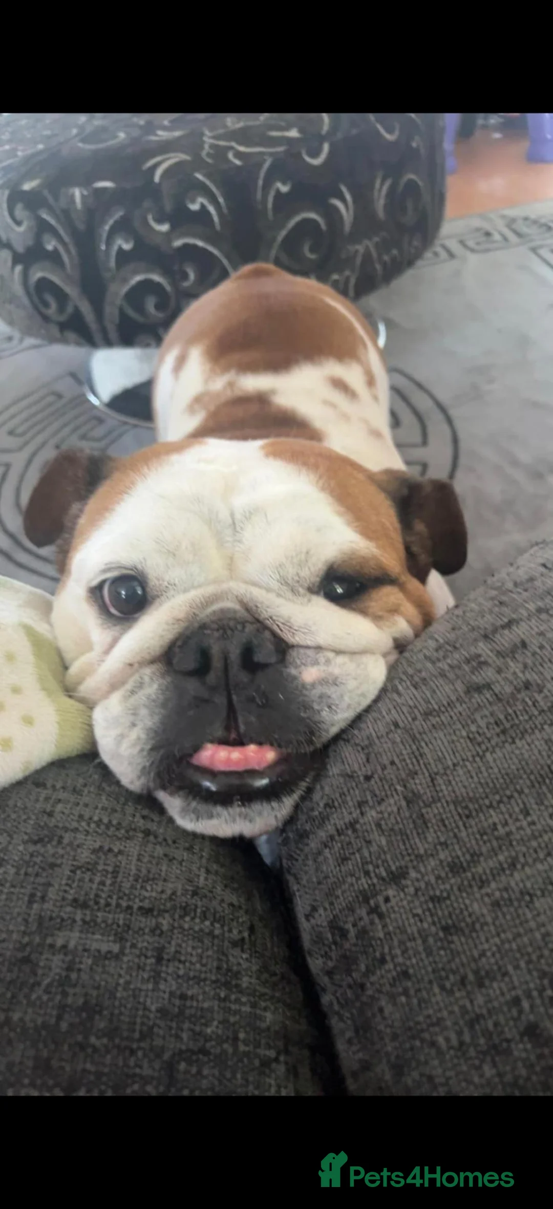 English Bulldog dogs for sale: Belle female English bulldog  - Advert 1