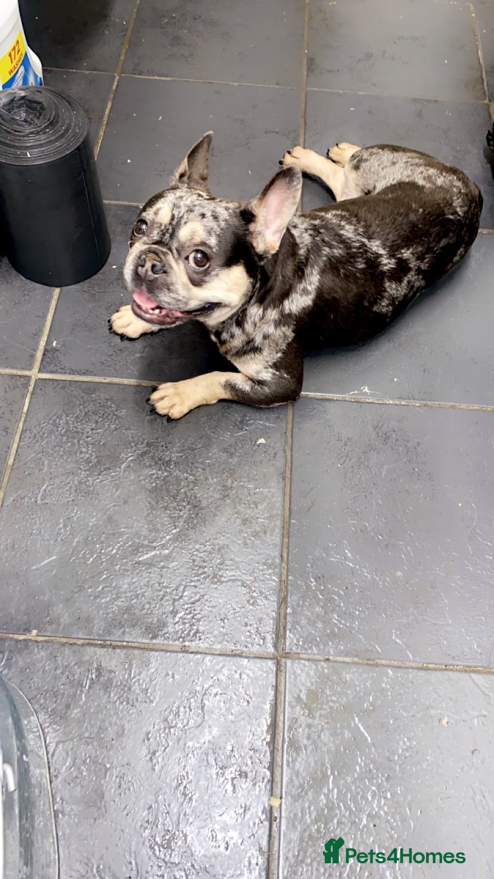 French Bulldog dogs Quality frenchie puppies  - Advert 15