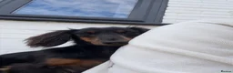 Miniature Dachshund dogs for sale: KC registered long-haired miniature dachshund - Advert 3