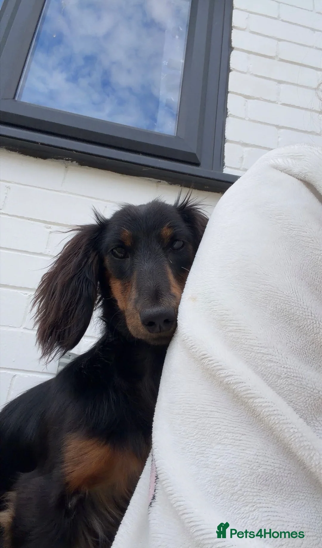Miniature Dachshund dogs for sale: KC registered long-haired miniature dachshund - Advert 3