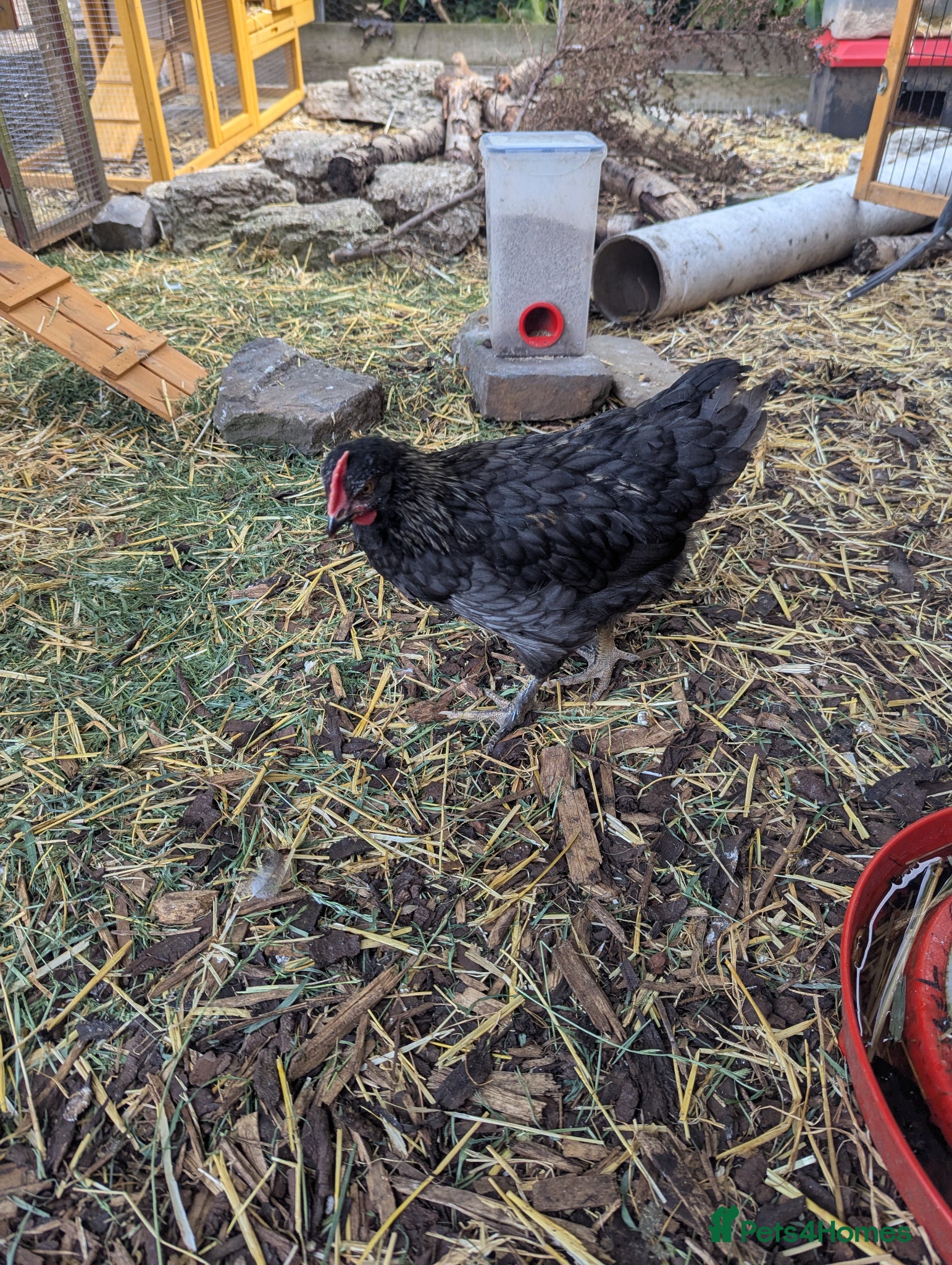Chickens poultry 1-2 month old rooster  - Advert 2