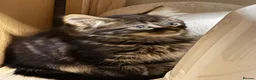 Mixed Breed cats for sale: Beautiful little ones - Advert 3