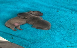 Frug dogs for sale: 4 boys 3 girl frug puppies  - Image 3