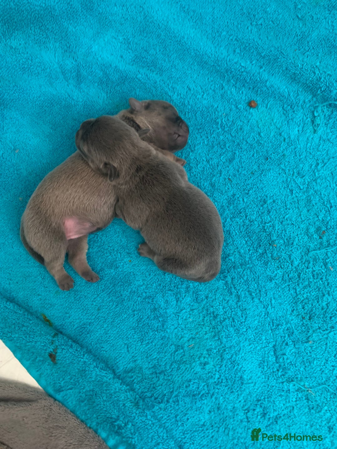 Frug dogs for sale: 4 boys 3 girl frug puppies  - Image 3