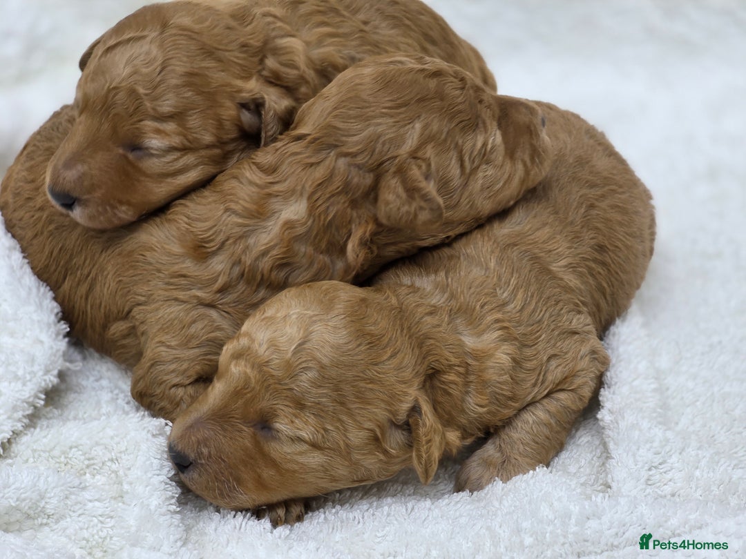 Miniature Poodle dogs for sale: 🐶✨ Stunning Mini Poodle Puppies ✨🐶 - Image 14