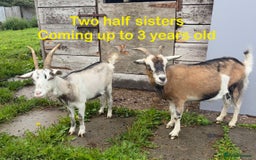 Goats livestock for sale: Nanny and billy Goats for sale - Image 5