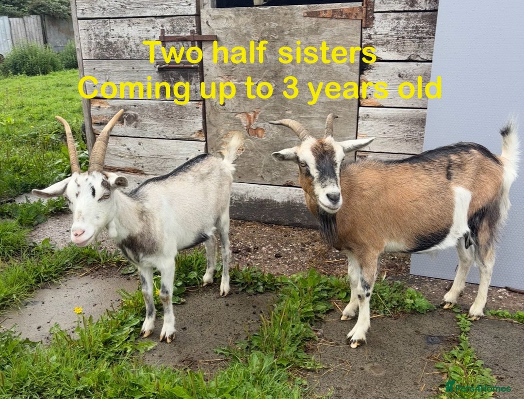 Goats livestock for sale: Nanny and billy Goats for sale - Image 5