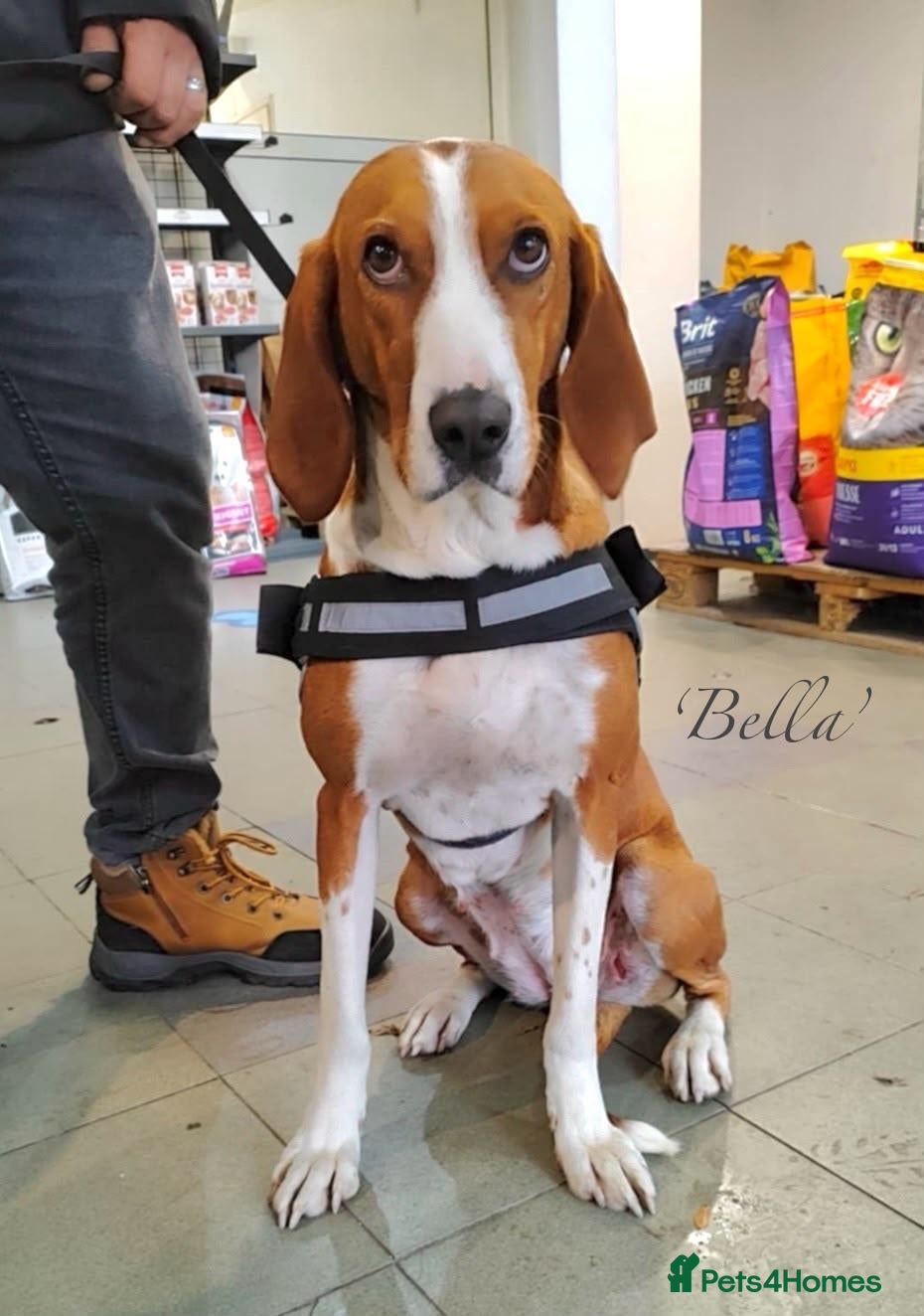 Mixed Breed dogs Bella, 5 years approx. Available for adoption. - Advert 1