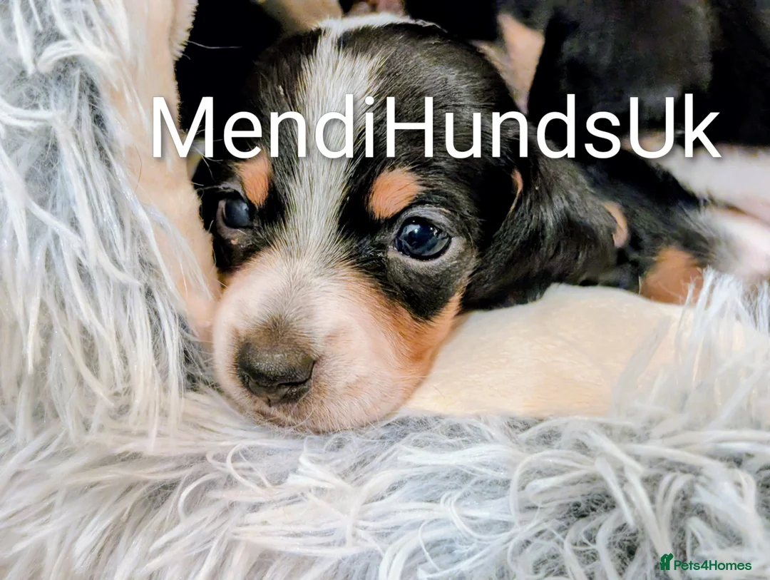 Miniature Dachshund dogs for sale: Our Oreo has finally had her babies! 🐾 - Advert 3