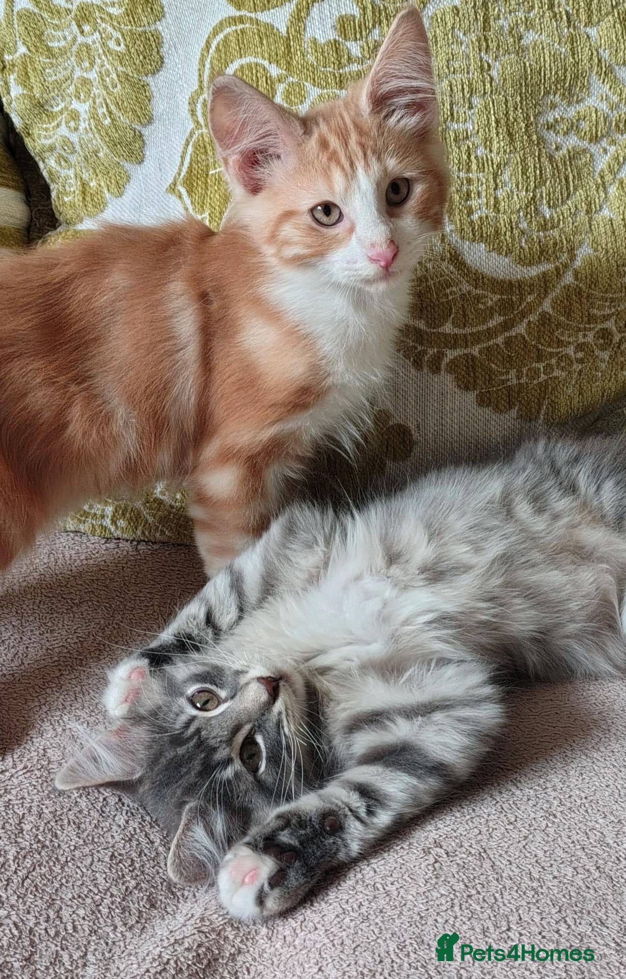 Norwegian Forest Cat cats Beautiful Norwegian Forest Kittens  - Advert 1