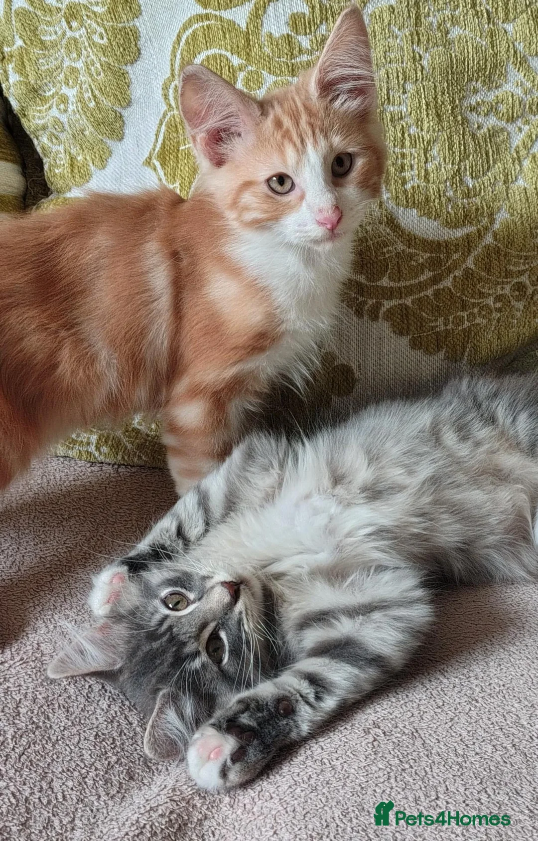Norwegian Forest Cat cats for sale: Beautiful Norwegian Forest Kittens  - Advert 1