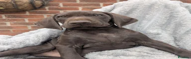 German Shorthaired Pointer 2