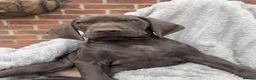 German Shorthaired Pointer dogs for sale: Beautiful German short haired pointer puppy's  - Advert 29