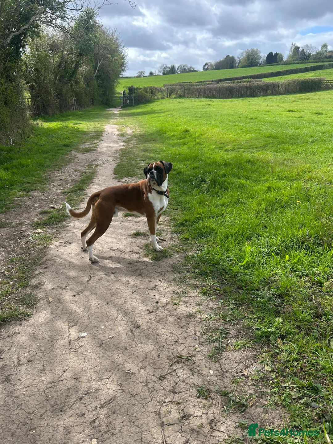 Boxer dogs for stud: KC Registered Boxer Stud Dog - Great Temperament - Advert 4