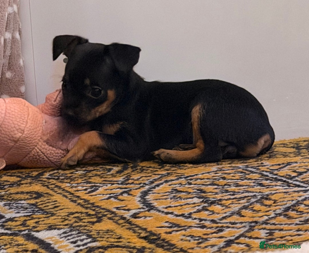 Russian Toy Terrier dogs for sale: Cutest little friend for life  - Advert 17