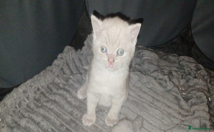 British Shorthair cats - Advert 4