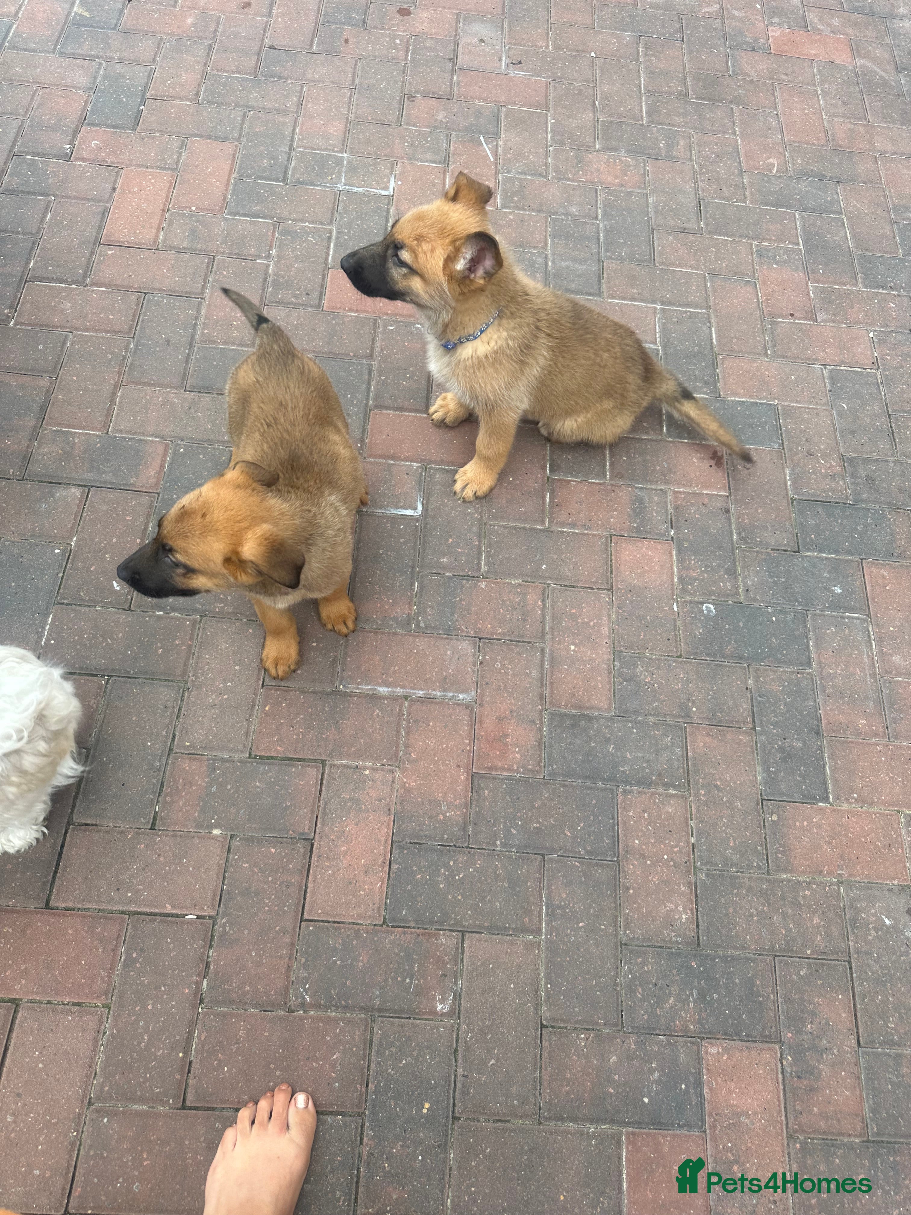 Mixed Breed dogs German Shepherd cross Belgium Malanai - Advert 2
