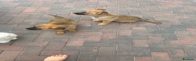 Mixed Breed 4