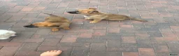 Mixed Breed dogs for sale: German Shepherd cross Belgium Malanai - Advert 2
