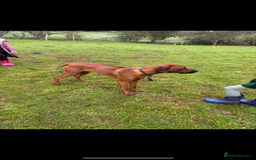 Rhodesian Ridgeback dogs for stud: Exceptionally Health Tested Stud - Image 4