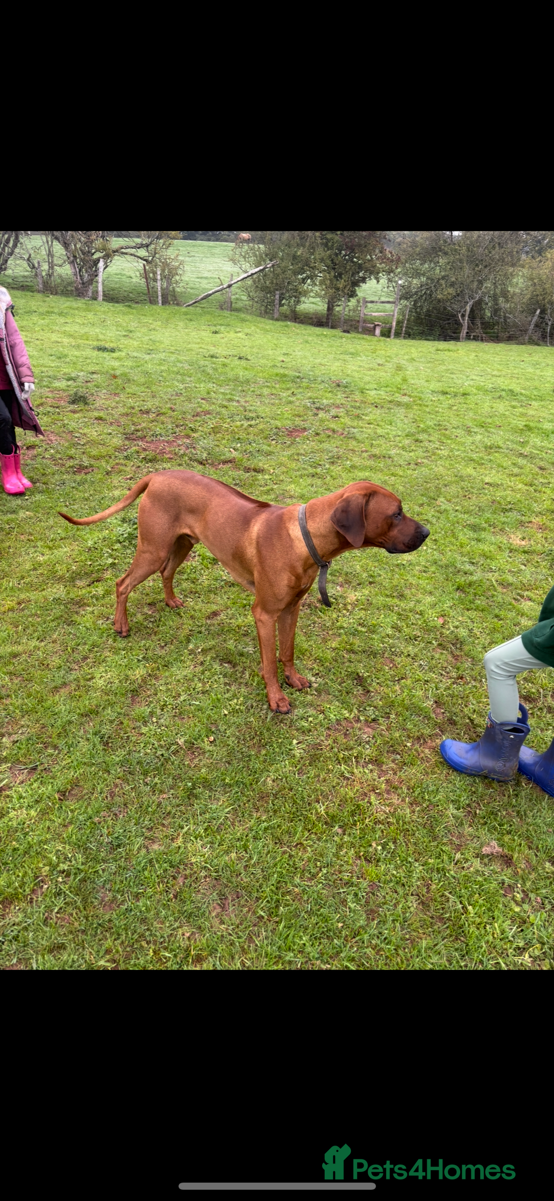 Rhodesian Ridgeback dogs for stud: Exceptionally Health Tested Stud - Image 4