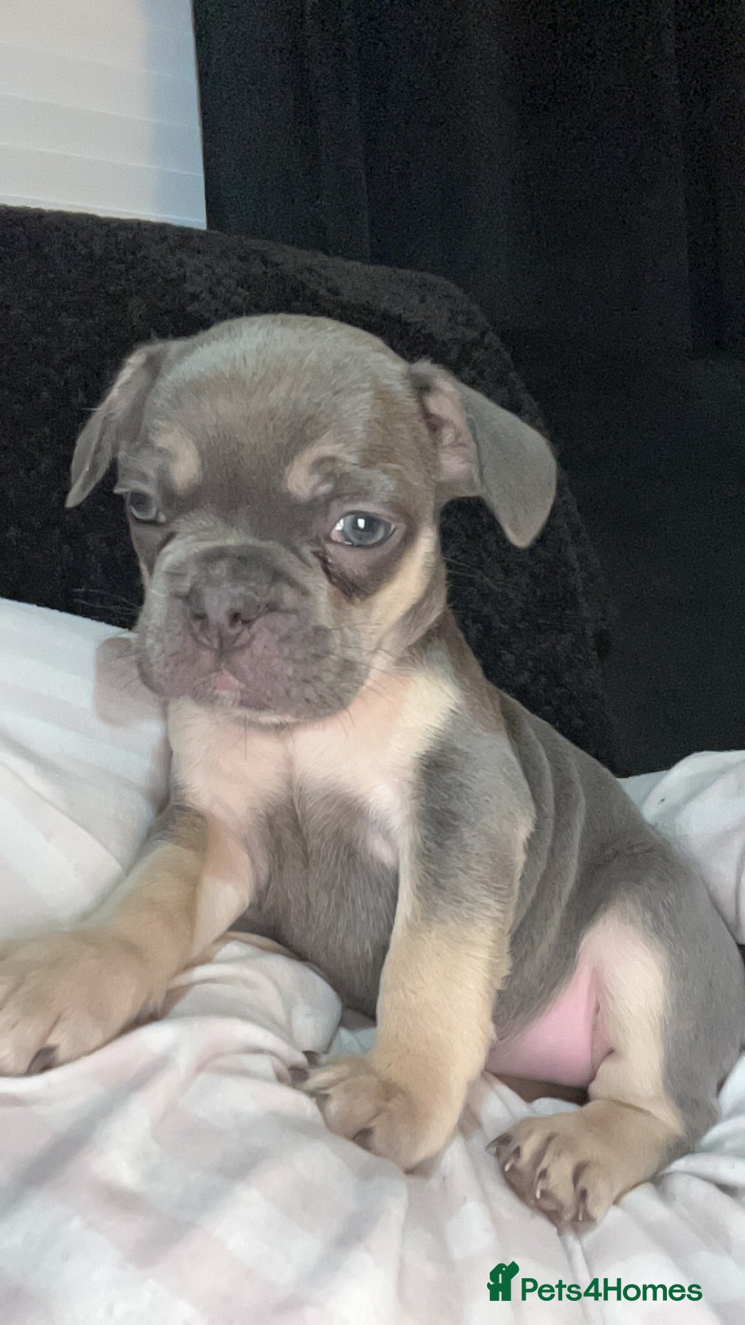French Bulldog dogs for sale: French bulldog - Advert 5
