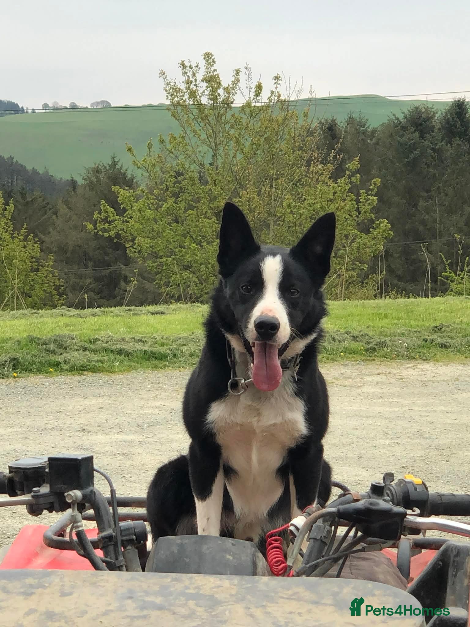 Border Collie dogs Beautiful Border Collie - Advert 1