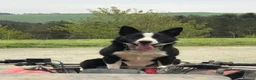 Border Collie dogs for sale: Beautiful Border Collie - Advert 1