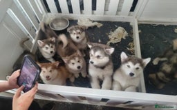 Alaskan Malamute dogs for sale: KC Alaskan malamute puppies champion lines - Image 14