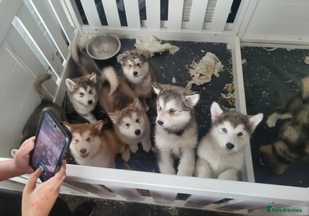 Alaskan Malamute dogs for sale: KC Alaskan malamute puppies champion lines - Image 14