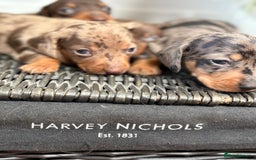Miniature Dachshund dogs for sale: Miniature Daschund KC. PRA-OI-CRD-PRA-NCL - Image 17