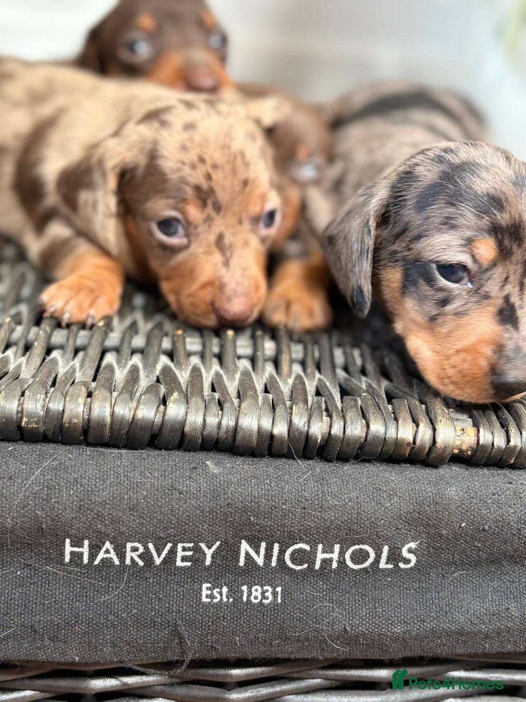 Miniature Dachshund dogs for sale: Miniature Daschund KC. PRA-OI-CRD-PRA-NCL - Image 17