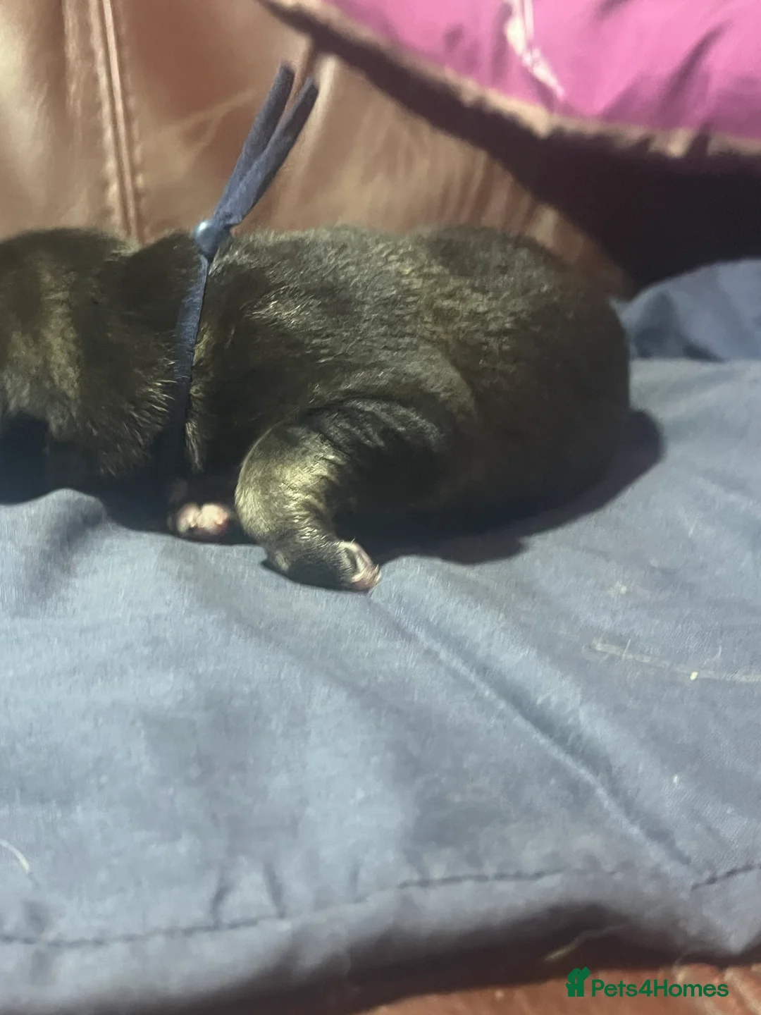 Mixed Breed dogs for sale: Shollies puppies - Advert 9