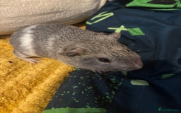 Guinea Pig rodents for sale: 2 male guinea pigs  - Image 4