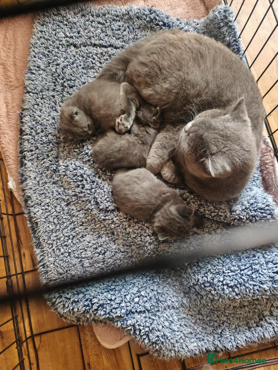 British Shorthair cats for sale: British Shorthair kittens - Advert 11